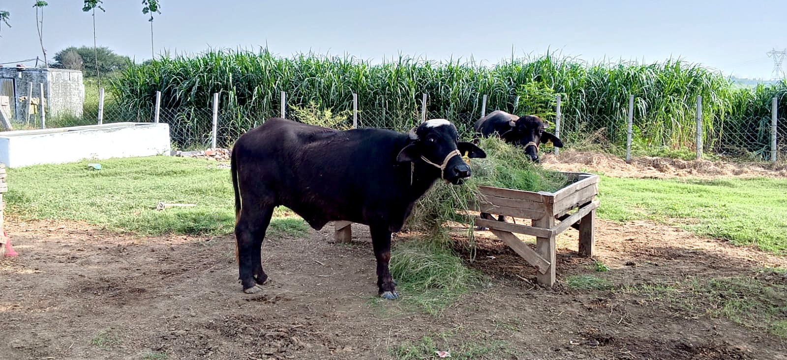 A young black buffalo eating cut grass from a wooden feeder, with tall Napier grass behind.