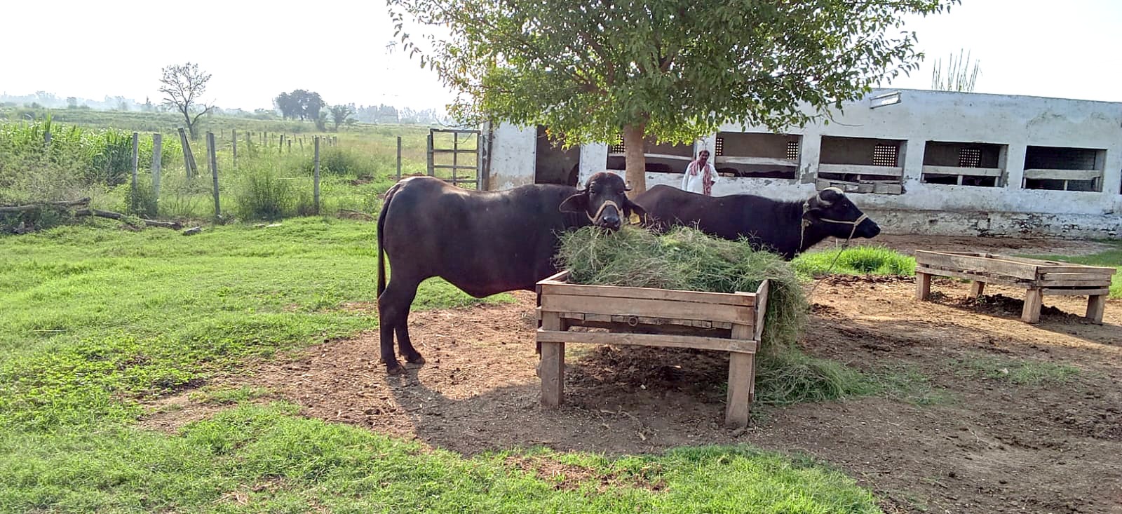 A buffalo feeding in the yard in front of the white animal shed.
