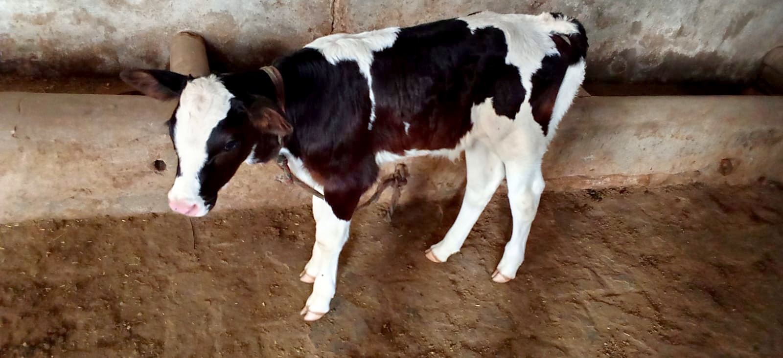 A young black and white calf standing beside the trough.