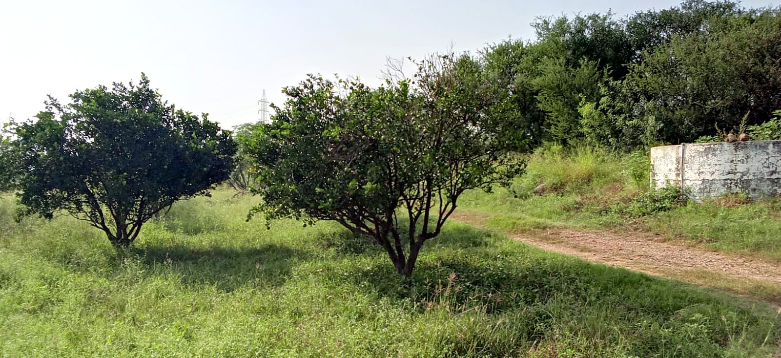 Two full citrus trees beside a dirt track, with a white water tank behind.