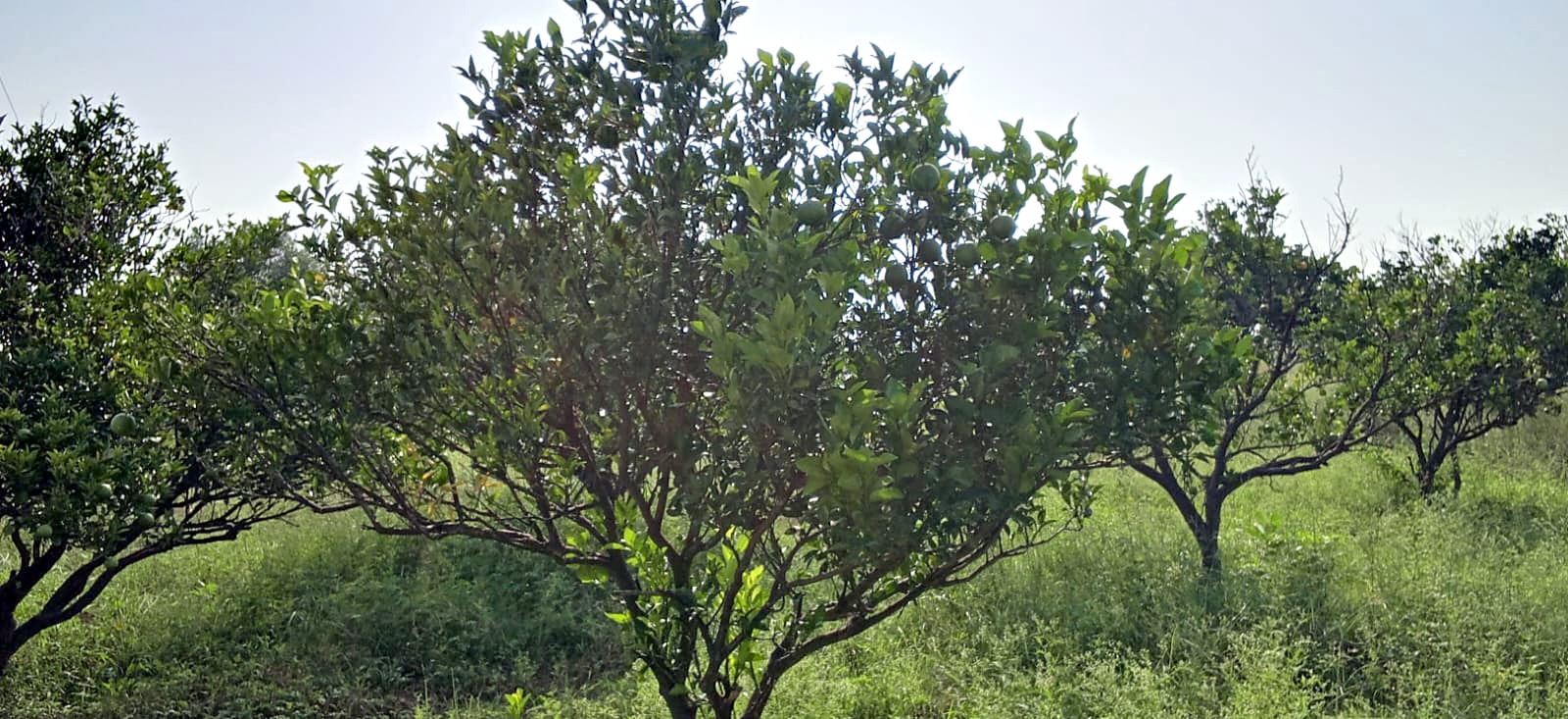 A single citrus tree with a dense rounded crown.