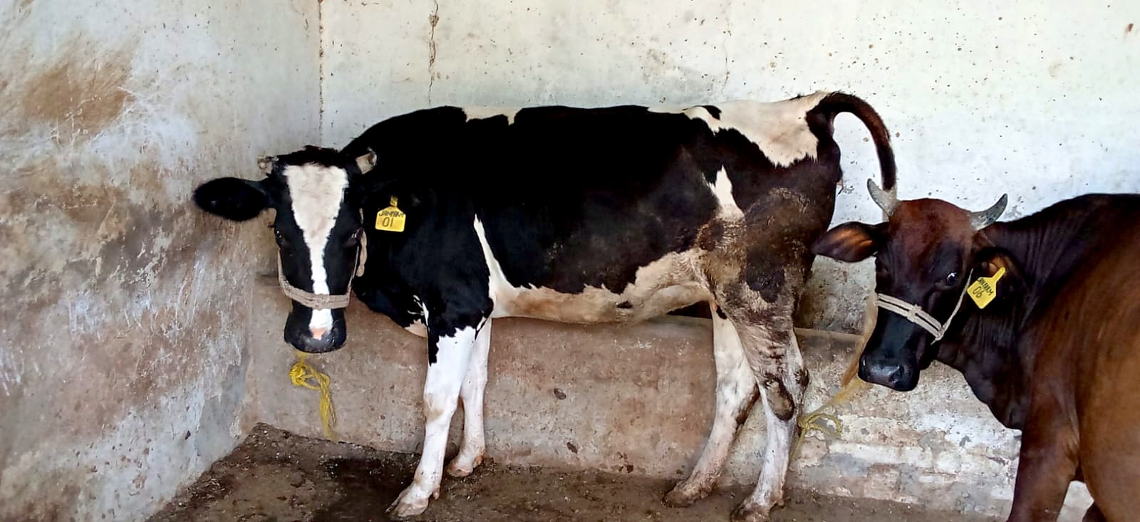 A black and white Friesian-cross cow with a yellow ear tag standing in the shed.