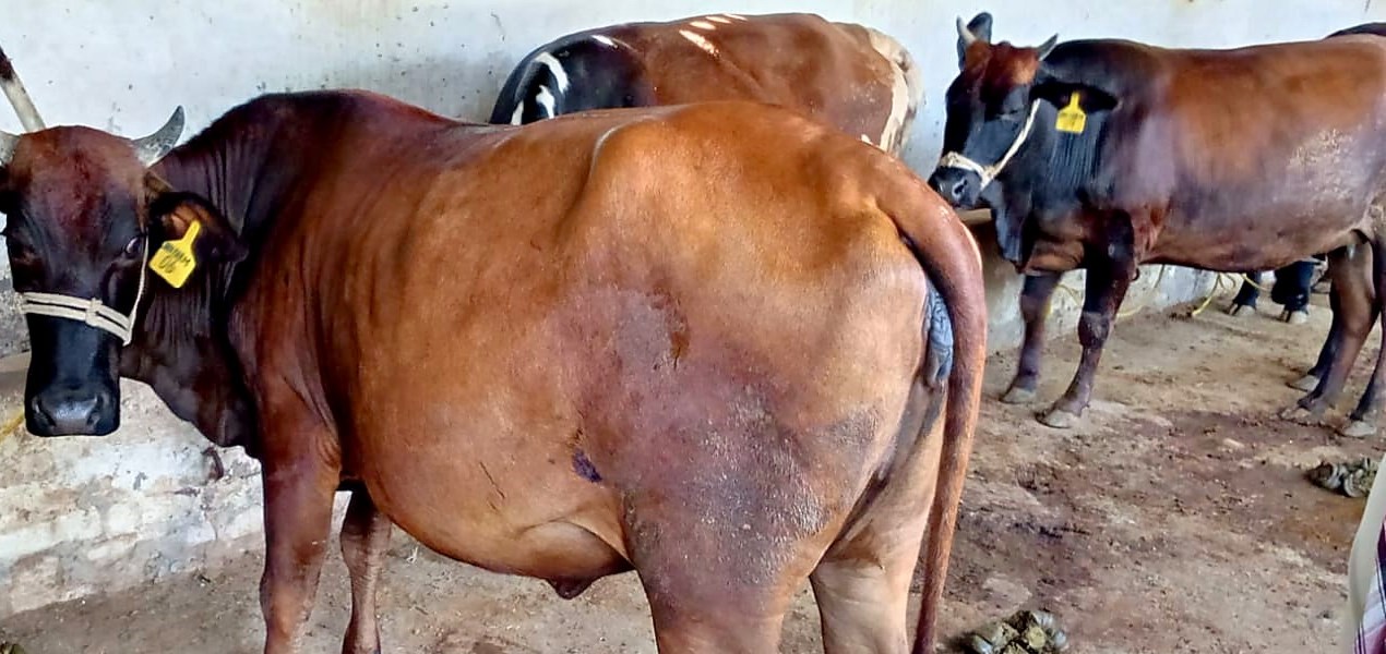 A red crossbred cow with a yellow ear tag looking at the camera.