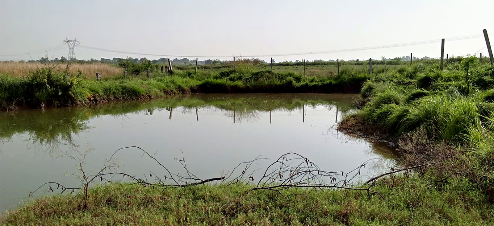 A corner of the dam with thick grass on the bank and fence posts behind.