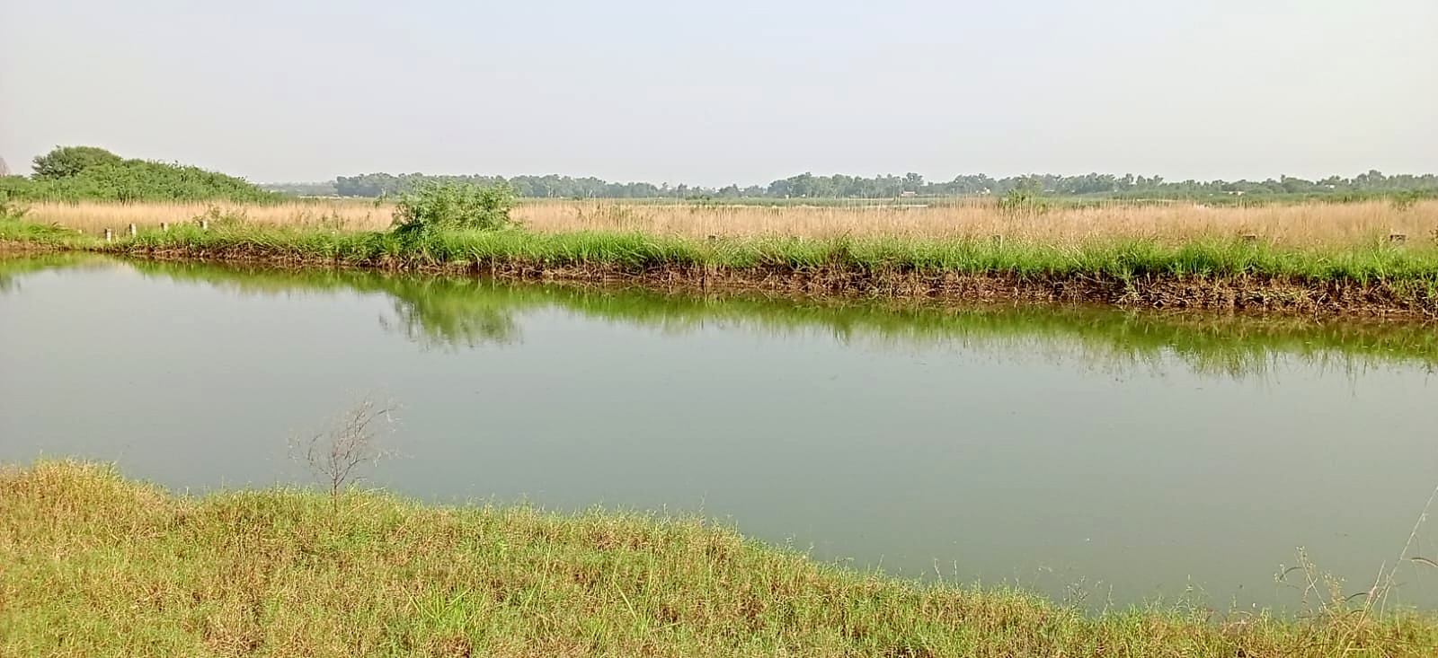The dam seen along its far bank, with reeds and a line of trees on the horizon.