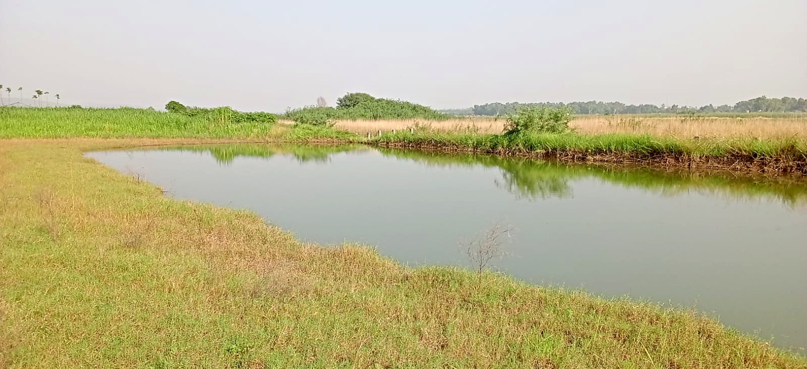 The dam at Jan Farms: still green water with a grass bank in front and dry reeds on the far side.