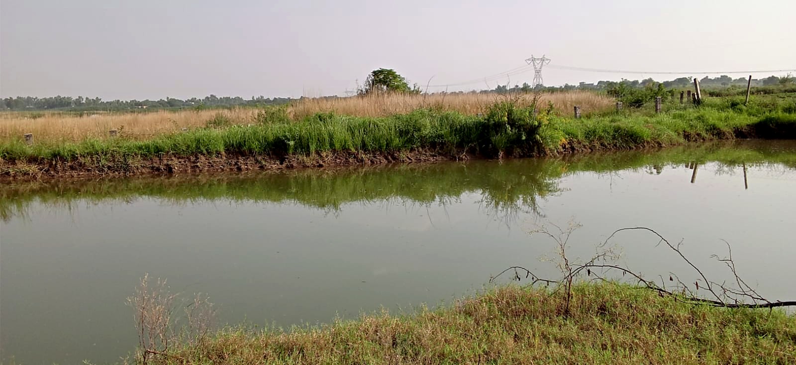 The dam with a band of dry reeds on the far bank.