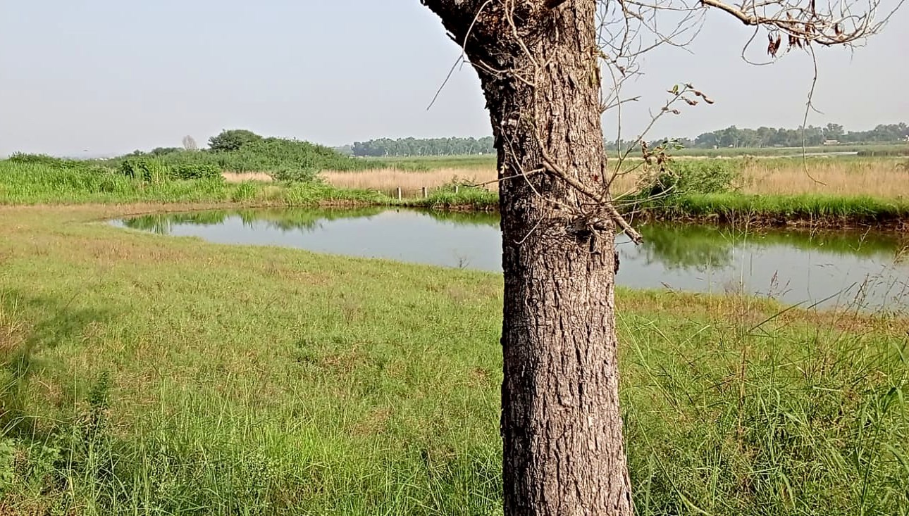 The dam seen past a tree trunk on the near bank.