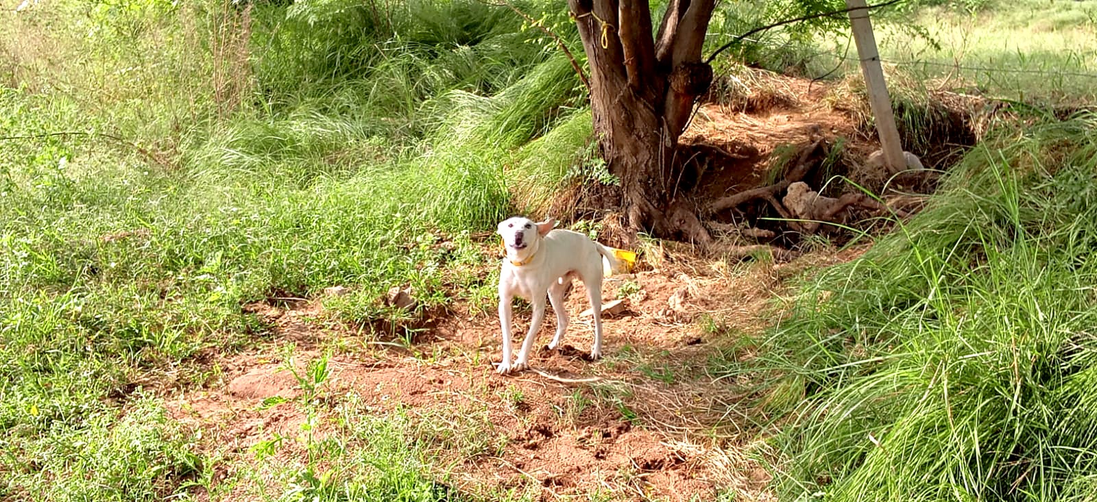 The white farm dog standing under a tree, looking at the camera.