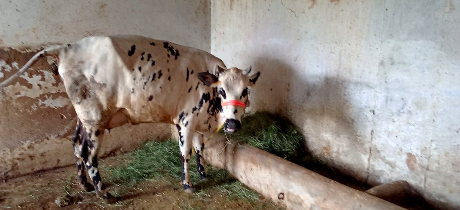 A white heifer with black speckles eating green fodder at the trough.