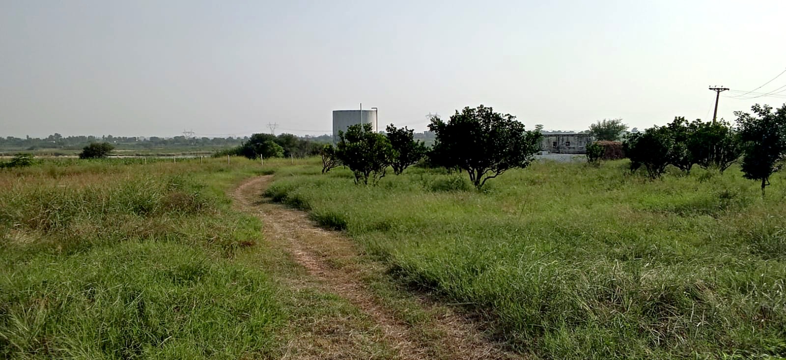 A dirt path winding through the orchard grass.