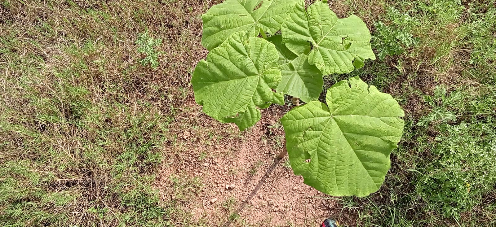 A young Paulownia seen from above, its leaves spread over red soil.