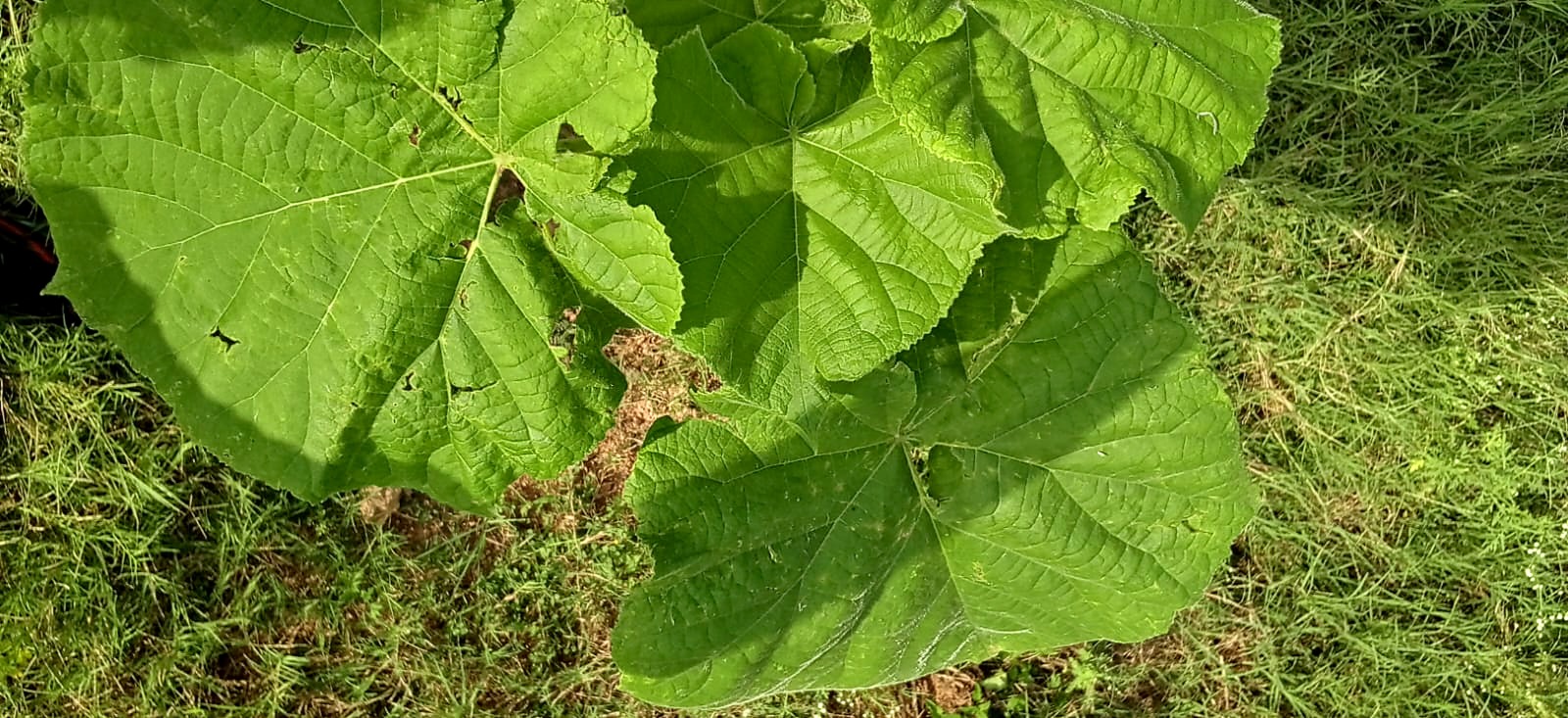 Close view of Paulownia leaves, bright green with strong veins.