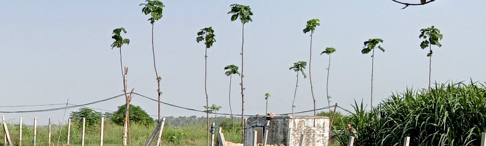 A row of tall Paulownia trees with bare straight trunks and leafy crowns against the sky.