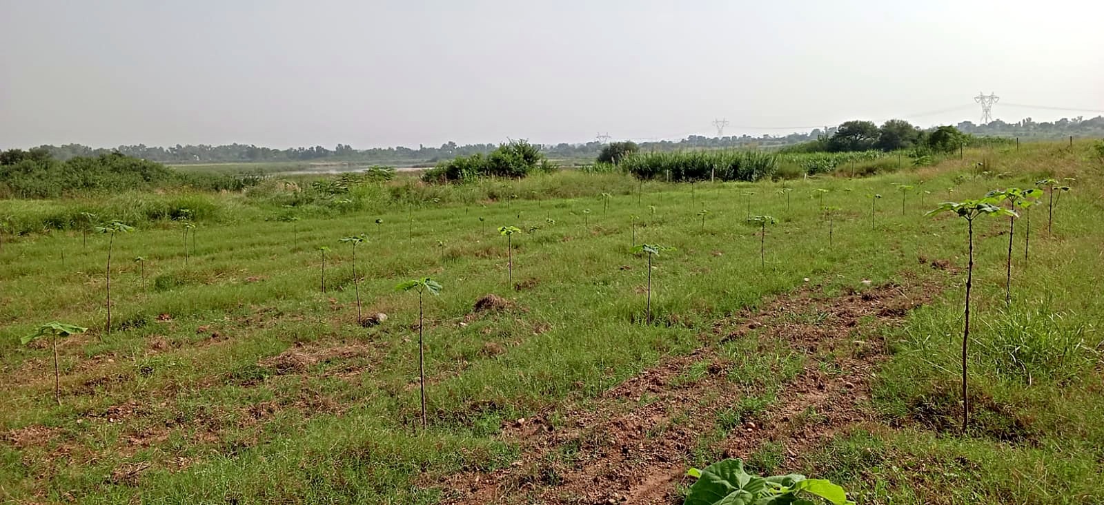 Rows of Paulownia saplings running toward water on the horizon.