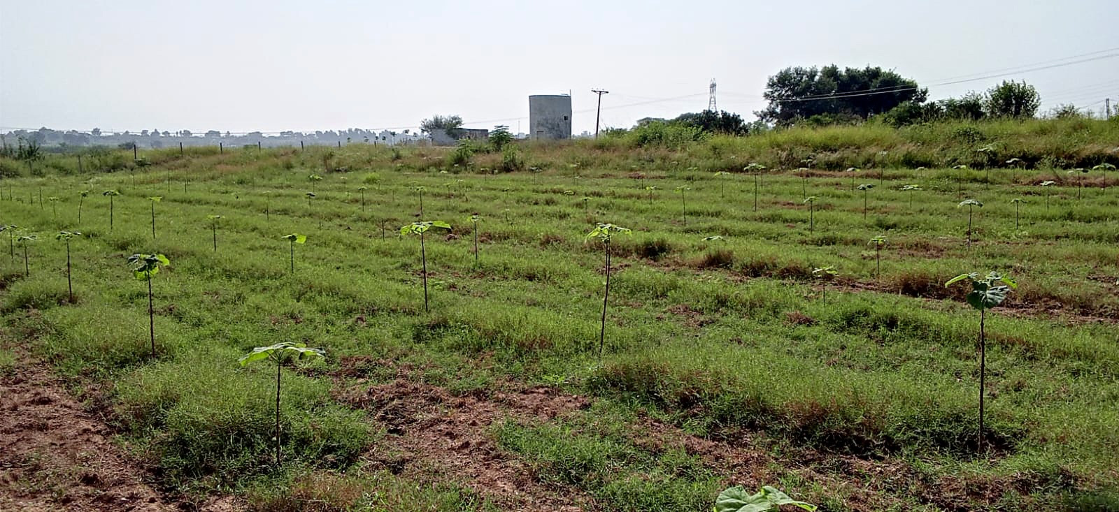 Rows of young Paulownia saplings running across a grassy field toward a water tower.