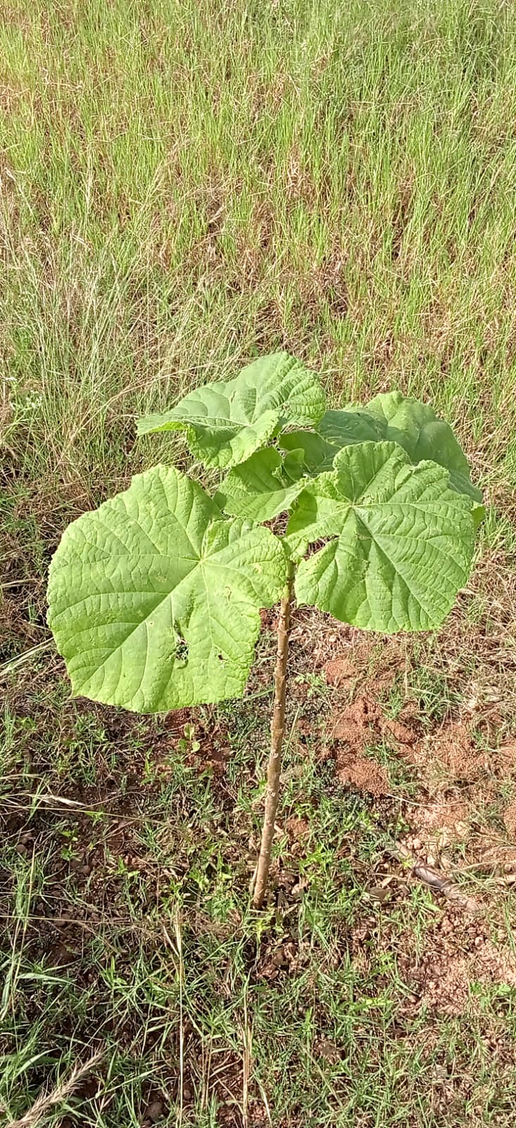 A Paulownia sapling with very large rounded leaves.