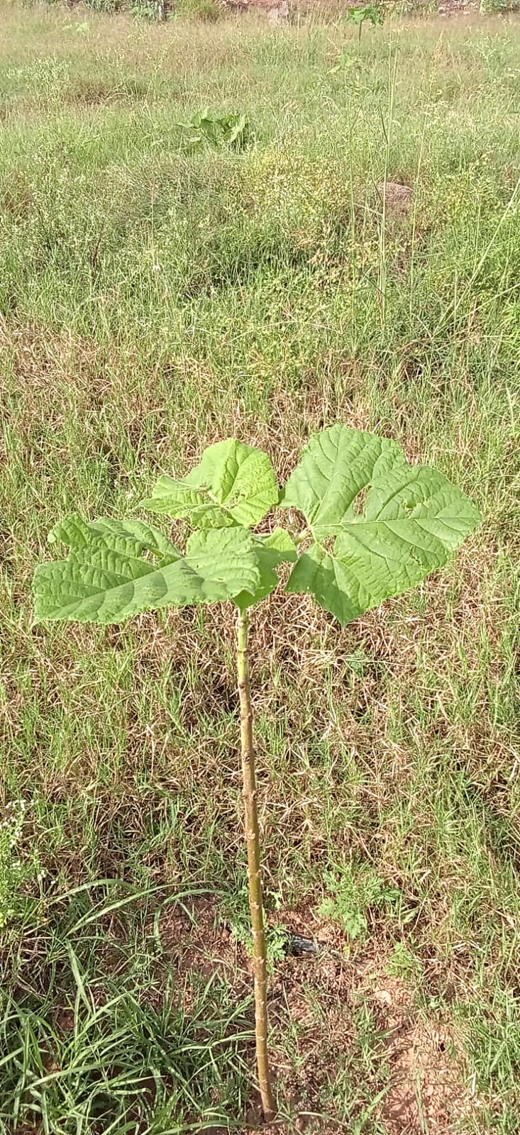 A Paulownia sapling spreading four broad leaves above the grass.