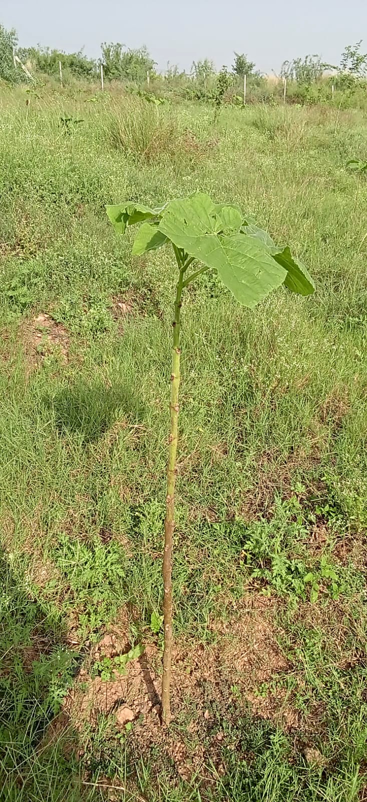 A tall young Paulownia with a straight green stem and a crown of large leaves.