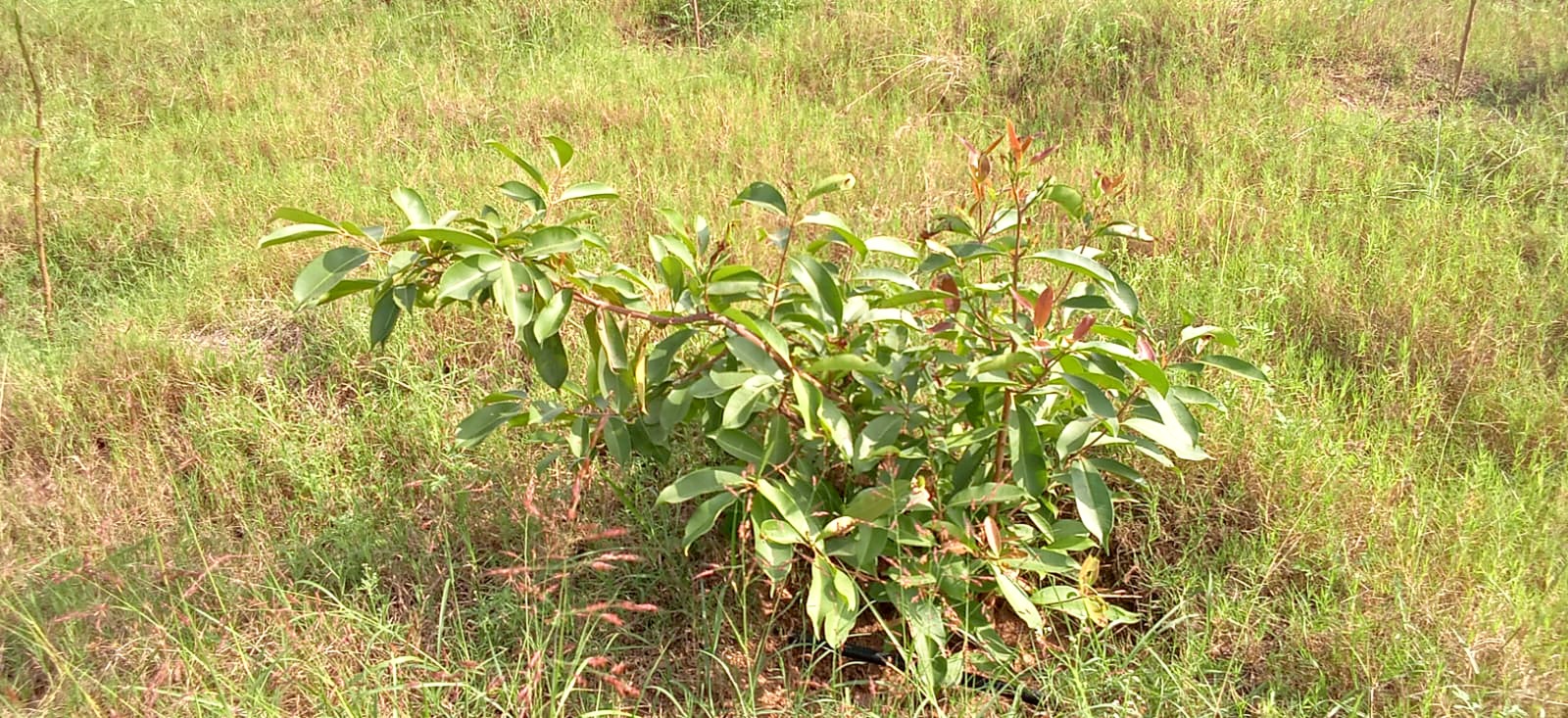 A bushy young tree in long grass on the slope.