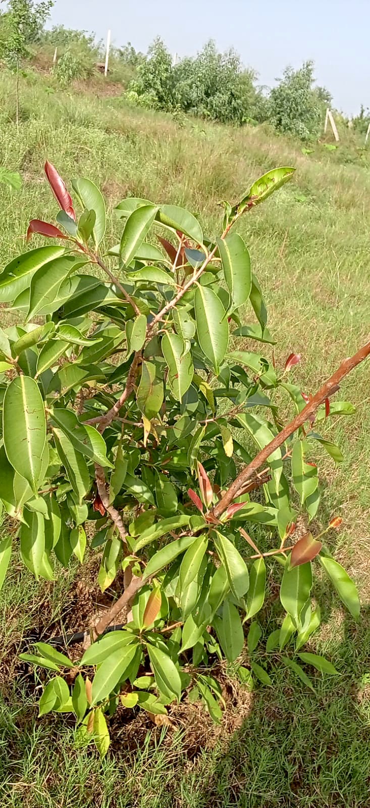 A young tree with glossy leaves and red new growth.