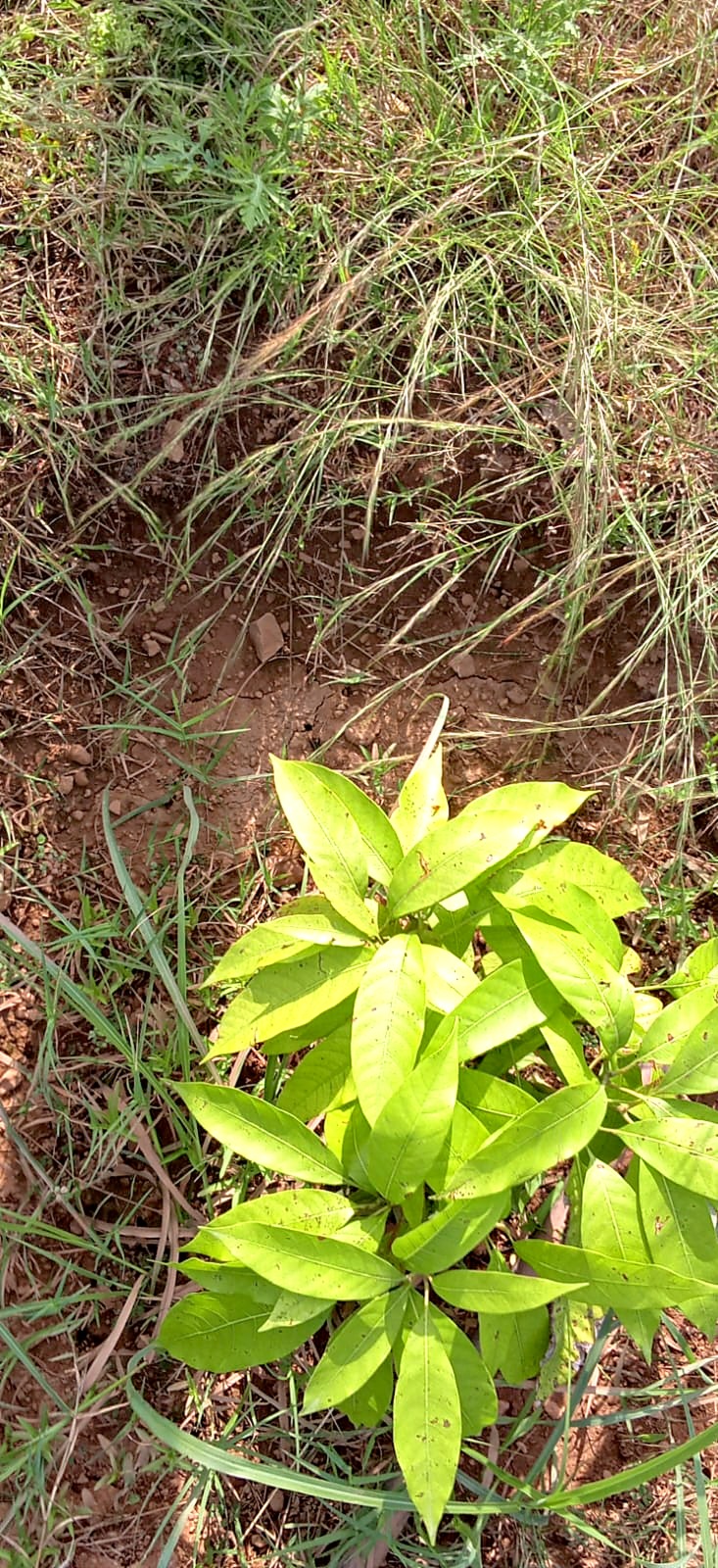 A young sapling with bright yellow-green leaves seen from above.